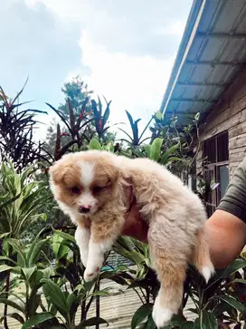 Anak anjing pomeranian mix poodle 1,5 bulan betina