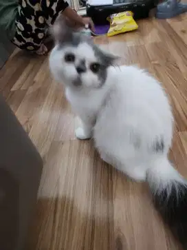 Jenis peaknose short hair