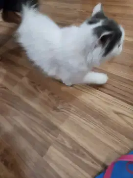 Jenis peaknose short hair