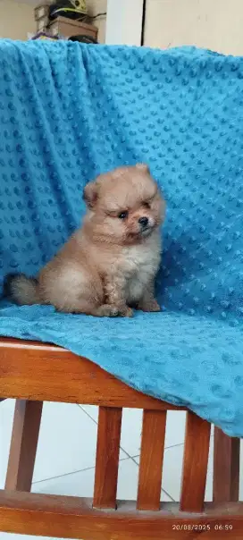 Minipom jantan dan betina