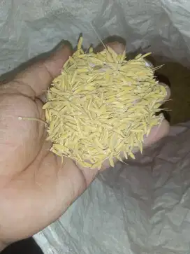 gabah ketan hasil tani sendiri