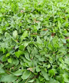 Jual aneka rumput& tanaman hias