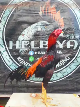 Ayam pakhoy x mangon