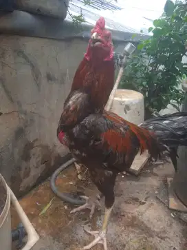 Ayam Bangkok pakoy