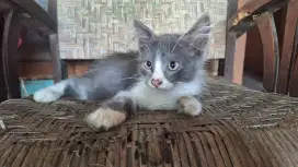 Kitten Jantan 3bulan