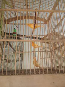 DIJUAL Burung Kenari (Anakan Merlok)