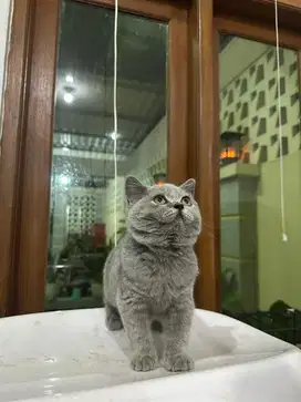 Kucing BSH blue solid pure nonped 3,5 bulan betina