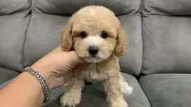 Poodle Bear Face