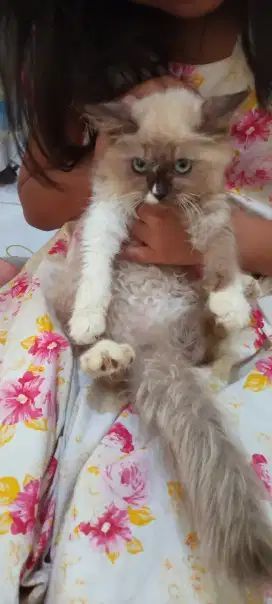 Open adopt kucing betina 7bln