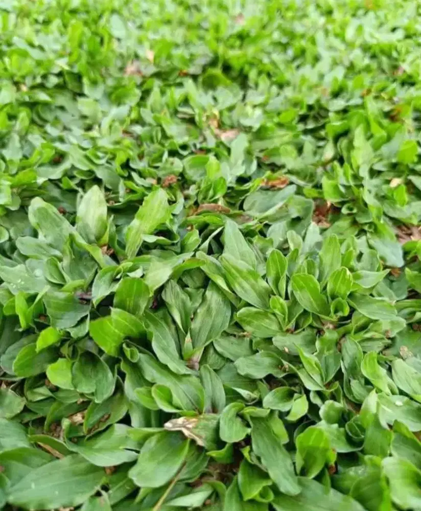 Rumput& pohon hias