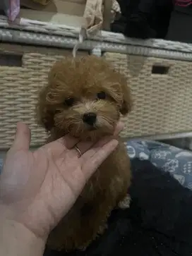 Female Toy Poodle - Murah Meriah Nego