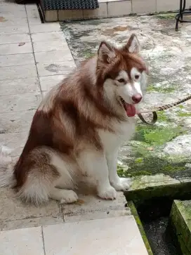 Anjing Alaskan Malamute