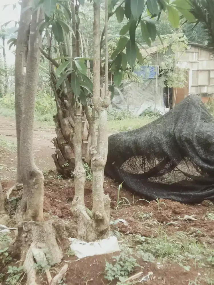 Pule hiyas bonggol bercabang