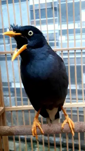 BURUNG JALAK KEBO GACOR BERISIK SEPASANG