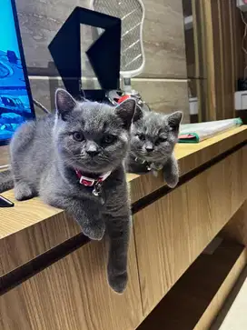 Siap adop kucing BSH murni laki2 /perempuan