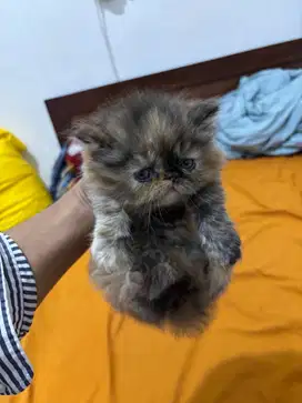 Kucing Persia Pesek Betina