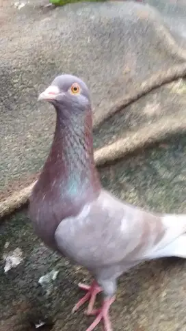 Burung merpati dara