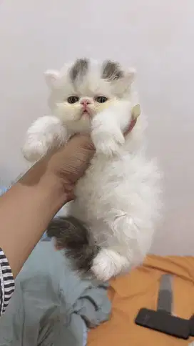 Kucing Persia Pesek Jantan