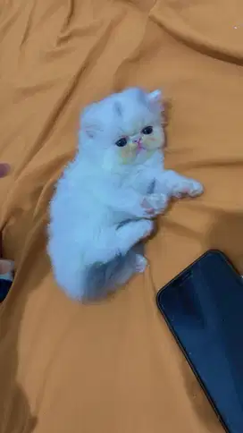 Kucing Persia Pesek Jantan
