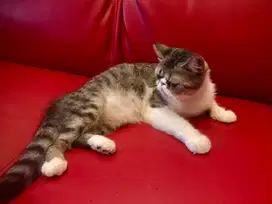 Kucing peaknose exsotic jantan