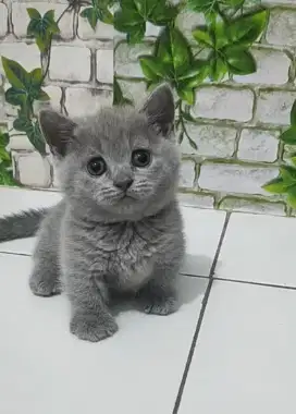 Kucing bsh munckin British shorthair betina kaki pendek