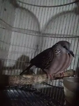 jual burung tekukur
