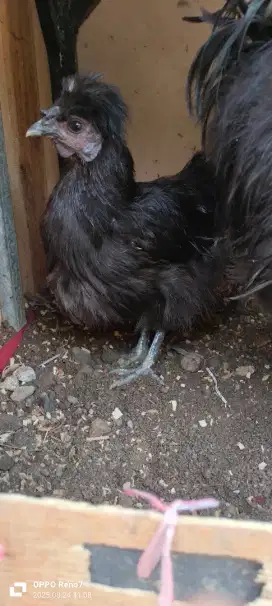 Ayam hias American silky