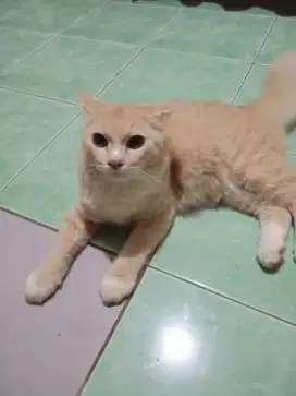 Open adop Kucing Persia Medium Jantan (free kandang)