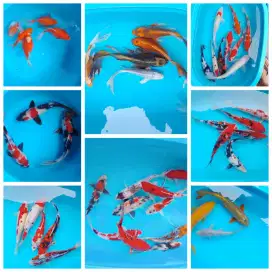 Ikan koi shot bodiy