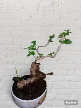 TANAMAN BONSAI DEWANDARU ASLI HIDUP SUDAH JADI