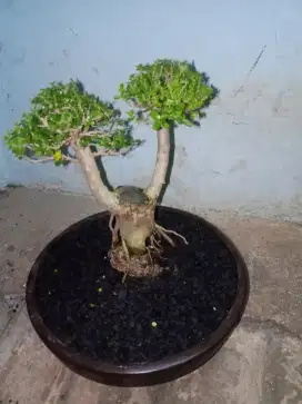 Tanaman Hias Bonsai Dewandaru Asli Siap Pajang