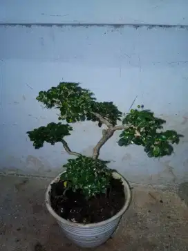 Tanaman Hias Bonsai Dewandaru Asli Siap Pajang
