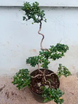 Tanaman Hias Bonsai Dewandaru Asli Hidup Sudah Jadi Siap Pajang
