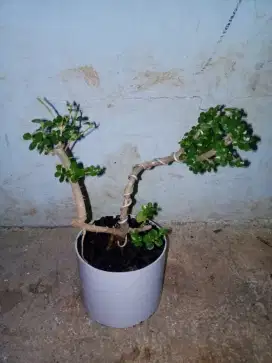 TANAMAN HIAS BONSAI DEWANDARU ASLI SIAP PAJANG SAJA