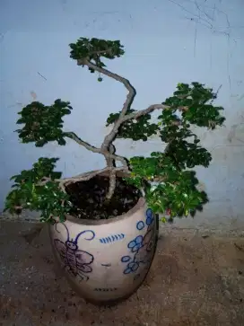 Bonsai Dewandaru siap Pajang - Asli Hidup sudah Jadi