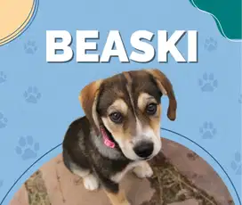 Anjing Beaski usia anakan