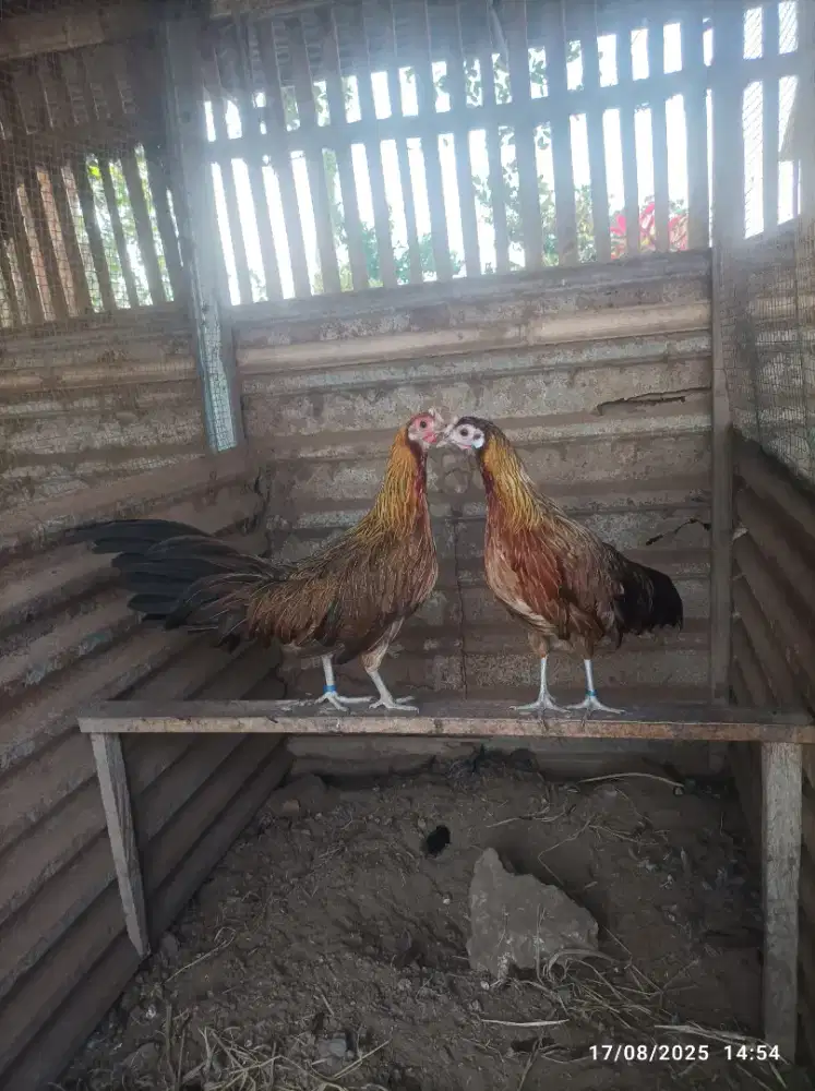 Onagadori Ayam hias ekot panjang betina