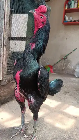 Jual ayam aduan