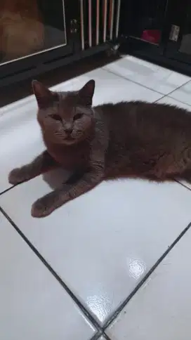 british shorthair betina 13 bulan