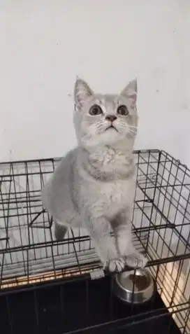 Kucing british shorthair mix kucing bsh mix