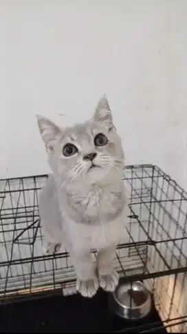 Kucing BSH mix kitten british shorthair mix