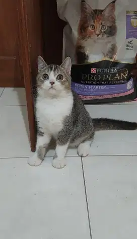 Kitten british shorthair mix kucing BSH mix