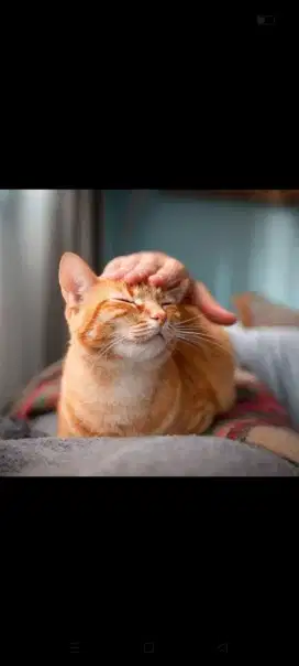 Penyayang kucing buat bersihkan kandang dan mengurus kucing