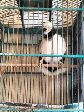 Jalak Hongkong - Jantan Rajin Bunyi