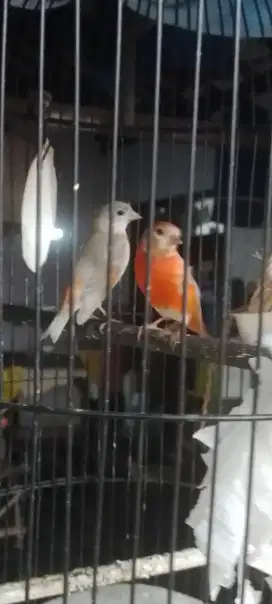 Burung Red Siskin DD / Double Dilute