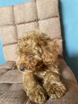 Anak Anjing Phoodle