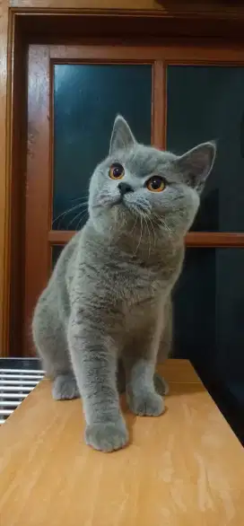 KUCING BRITISH SHORTHAIR JANTAN DEWASA LINE IMPORT