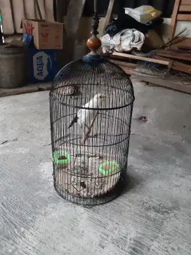 Jalak suren burung aja