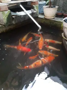 Borongan...Bayar dengan Harga Termurah Ikan Koi Lokal Ukuran Besar