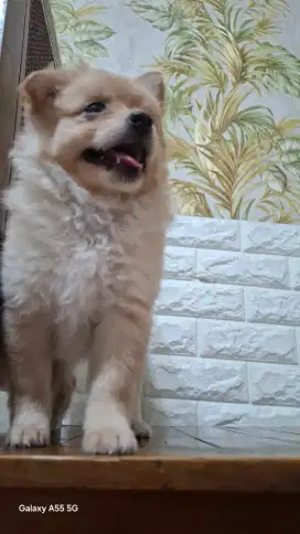 Anjing German spitz Pomerian mix